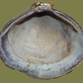 Corbicula fluminea - 17. Fund