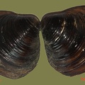 Corbicula fluminea - 19. Fund