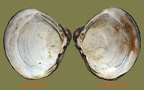 Corbicula fluminea - 19. Fund