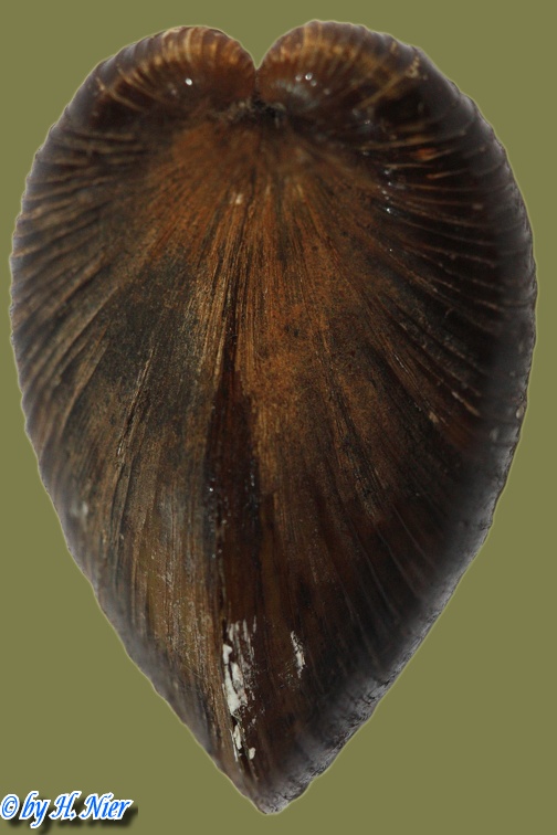Corbicula fluminea - 20. Fund