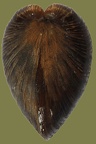 Corbicula fluminea - 20. Fund