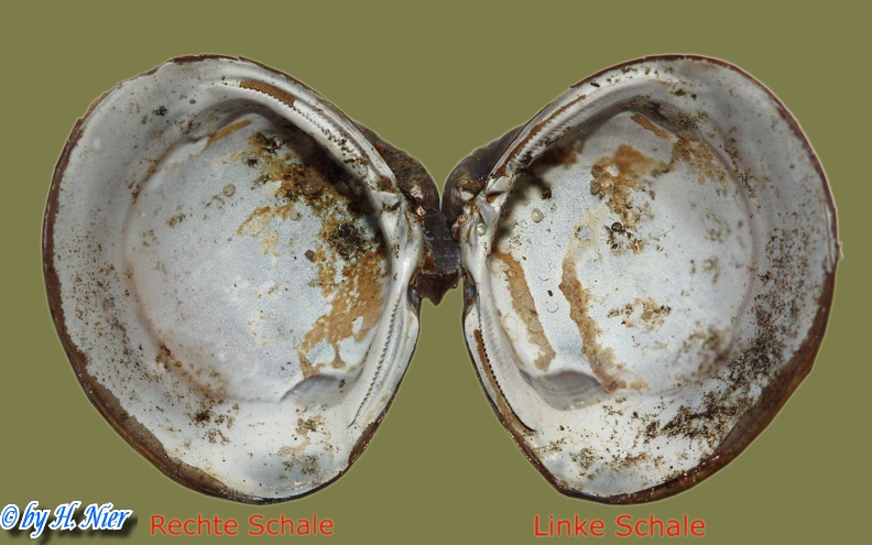 Corbicula fluminea - 21. Fund