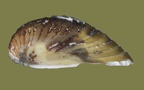 Corbicula fluminea - 22. Fund
