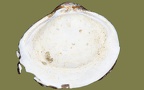 Corbicula fluminea - 24. Fund