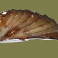 Corbicula fluminea - 24. Fund