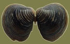 Corbicula fluminea -  2. Fund