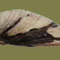 Corbicula fluminea -  6. Fund