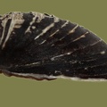 Corbicula fluminea -  7. Fund