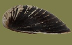 Corbicula fluminea -  7. Fund