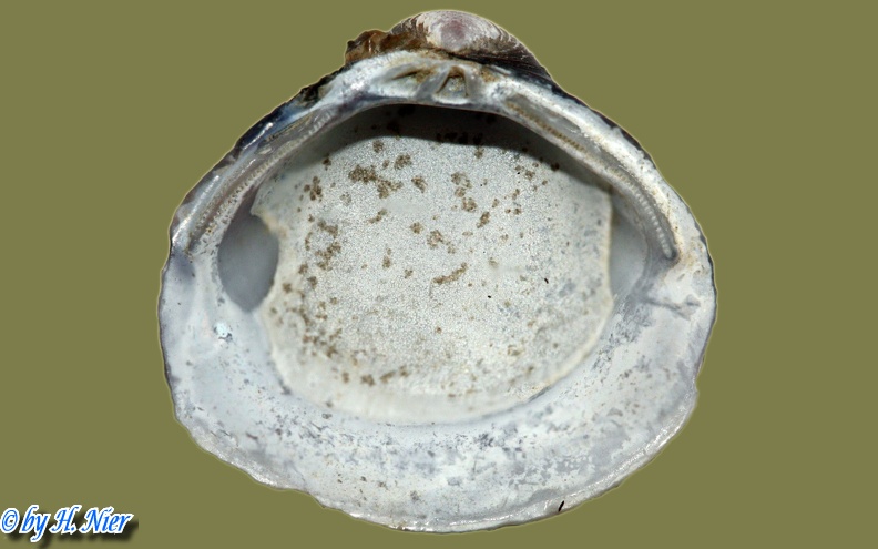 Corbicula fluminea -  9. Fund