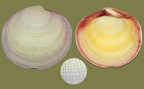 Gattung Codakia (Scopoli, 1777)