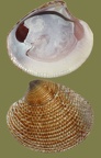 Chamelea gallina - 19. Fund
