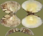 Polititapes (Venerupis) aureus (Gmelin, 1791)