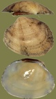 Ruditapes decussatus (Venerupis decussata) (Linnæus, 1758)
