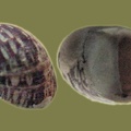Theodoxus fluviatilis - 10. Fund