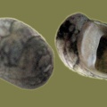 Theodoxus fluviatilis - 11. Fund
