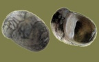 Theodoxus fluviatilis - 11. Fund