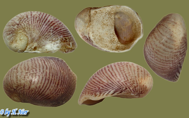Theodoxus fluviatilis - 12. Fund