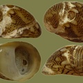 Theodoxus fluviatilis - 15. Fund