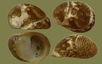 Theodoxus fluviatilis - 15. Fund