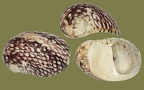 Theodoxus fluviatilis - 19. Fund
