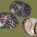 Theodoxus fluviatilis -  1. Fund