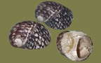 Theodoxus fluviatilis -  1. Fund