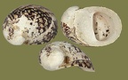 Theodoxus fluviatilis - 21. Fund