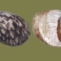 Theodoxus fluviatilis -  2. Fund