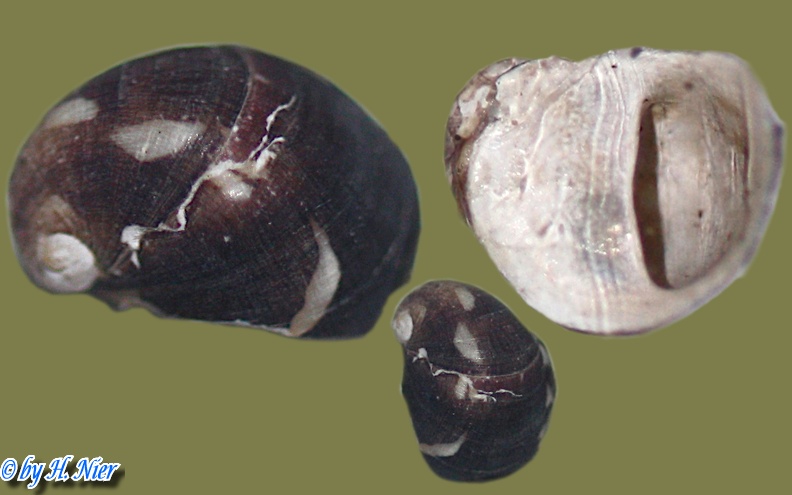 Theodoxus fluviatilis -  3. Fund