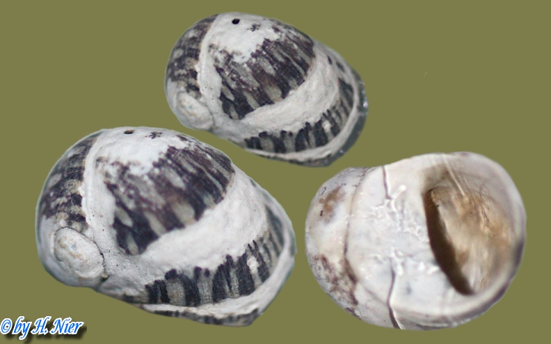 Theodoxus fluviatilis -  4. Fund