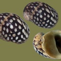 Theodoxus fluviatilis -  6. Fund