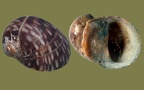 Theodoxus fluviatilis -  7. Fund