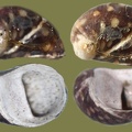 Theodoxus fluviatilis -  8. Fund