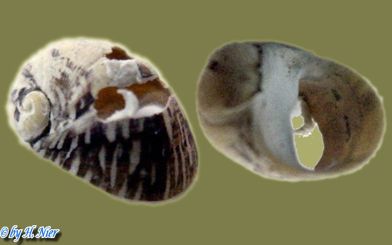Theodoxus fluviatilis -  9. Fund
