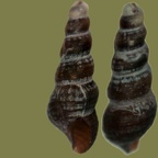 Ordnung Heterostropha (Fischer, 1885)