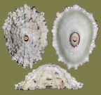 Fissurella barbadensis (Gmelin, 1791)
