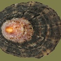 Cymbula safiana -  1. Fund