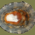 Cymbula safiana -  1. Fund
