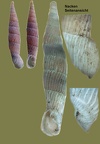 Agathylla lamellosa -  3. Fund