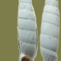 Albinaria cretensis -  1. Fund