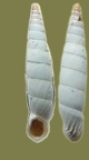 Albinaria cretensis -  1. Fund