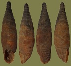 Gattung Laciniaria (Hartmann, 1844)