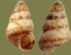 Cochlicella conoidea -  1. Fund
