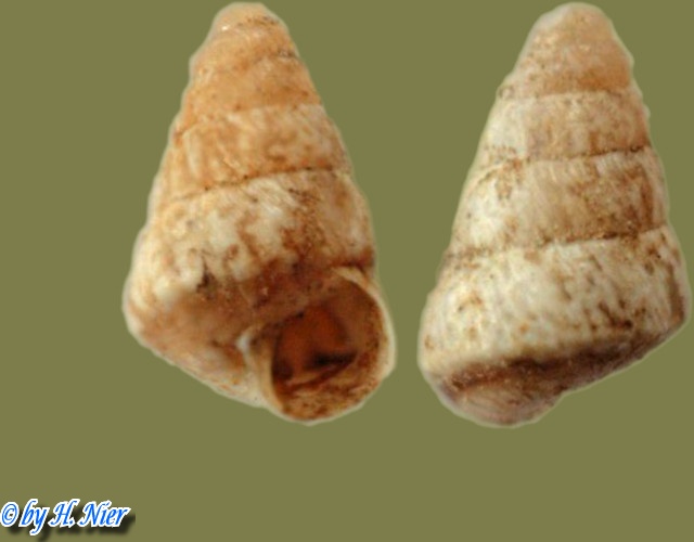 Cochlicella conoidea -  3. Fund