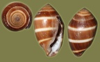Melampus coffea (Linnæus, 1758)