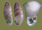 Chondrula microtragus -  1. Fund