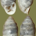 Chondrula microtragus -  2. Fund
