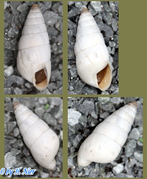 Leucomastus varnensis -  1. Fund