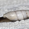 Leucomastus varnensis -  2. Fund